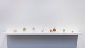 crustatesta  littoral shellworks by Rosemary Laing contemporary artwork Sculpture