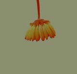 Grain Rain Series-Flower with Flying Text 2 by Hung Keung contemporary artwork moving image
