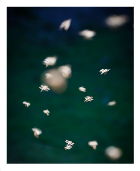 Song Sting Swarm 16 by Anne Noble contemporary artwork Photography