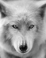 Untitled Arctic Wolf by Robert Longo contemporary artwork drawing painting works on paper
