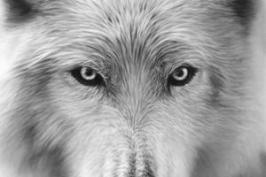 Robert Longo
