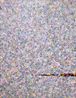 ZEN FLOW No.9 BBF 020C-119 2nd by baanai contemporary artwork Painting