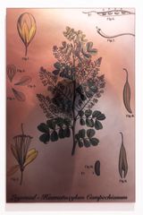 Plants Bleed Lakes Logwood by Janet Laurence contemporary artwork sculpture