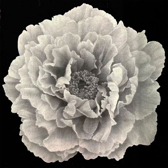 One Flower One World Peony by Lee Chun-Yi contemporary artwork Works on Paper