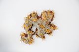 Delicate I by Sahlah Davids contemporary artwork mixed media