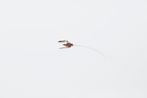 The 3rd Christmas Island Conservation Plan by Robert Zhao Renhui contemporary artwork Photography