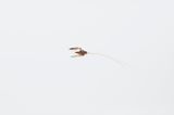 The 3rd Christmas Island Conservation Plan by Robert Zhao Renhui contemporary artwork photography