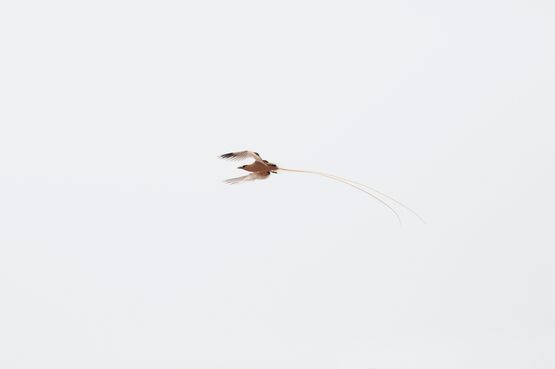 The 3rd Christmas Island Conservation Plan by Robert Zhao Renhui contemporary artwork Photography