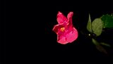 Last Breaths of Paradise by Janet Bellotto contemporary artwork print moving image