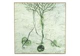 Balancing Nature by Barthelemy Toguo contemporary artwork painting