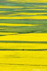 Qinghai 5 Water and Earth China by Tugo Cheng contemporary artwork photography print