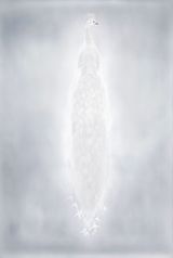 From the series My ghost by Adam Fuss contemporary artwork photography