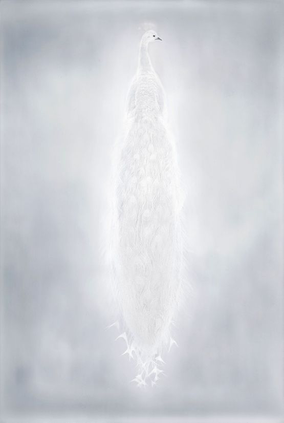 From the series My ghost by Adam Fuss contemporary artwork Photography