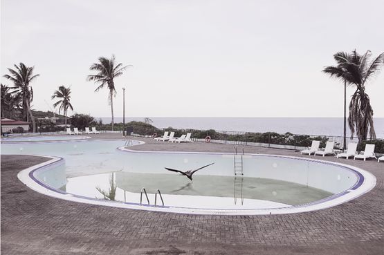 J8.2 from the series Christmas Island Naturally by Robert Zhao Renhui contemporary artwork Print