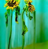 Blue Withers by Ziad Antar contemporary artwork photography