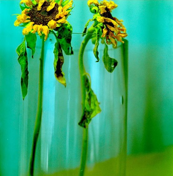 Blue Withers by Ziad Antar contemporary artwork Photography