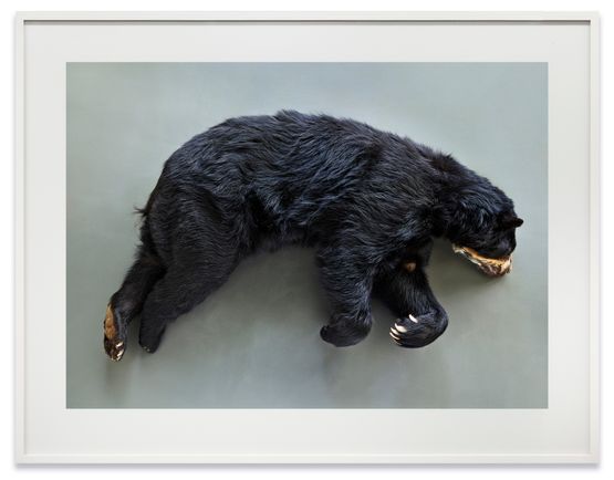 Brillenbar Tremarctos ornatus Leibniz IZW Berlin by Thomas Struth contemporary artwork Print
