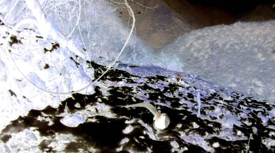Heartbeat Snowy Season by Chen Xiaoyi contemporary artwork Moving Image