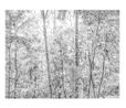 Untitled 9 from the series Paysages Sri Lanka by Gilbert Hage contemporary artwork Print