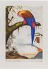 La Historia Me Absolvera by Walton Ford contemporary artwork Print