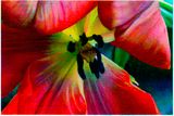 Hooded Tulip by Tim Maguire contemporary artwork print