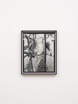 Squirrel by Gerard Byrne contemporary artwork photography