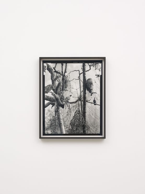 Squirrel by Gerard Byrne contemporary artwork Photography