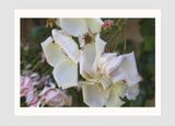 Rose 3 Rome by James Welling contemporary artwork print