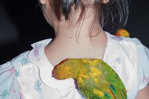 Feng Li