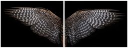 Karearea Hunter Below by Fiona Pardington contemporary artwork Print
