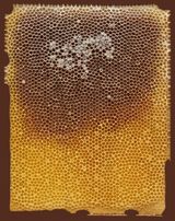 Midada da structura - Bienenwabe 02 verso 4 72 by Mirko Baselgia contemporary artwork mixed media