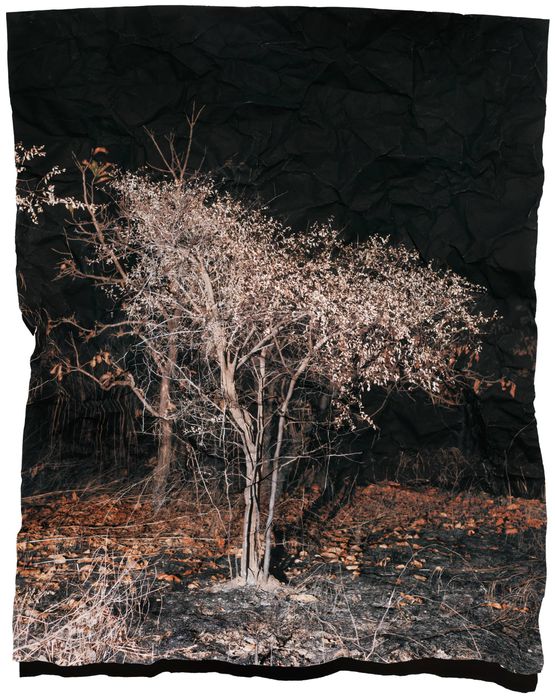 Manifest XXIV by Tenzing Dakpa contemporary artwork Photography