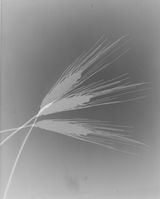 Untitled by The Estate Of Anwar Jalal Shemza contemporary artwork photography