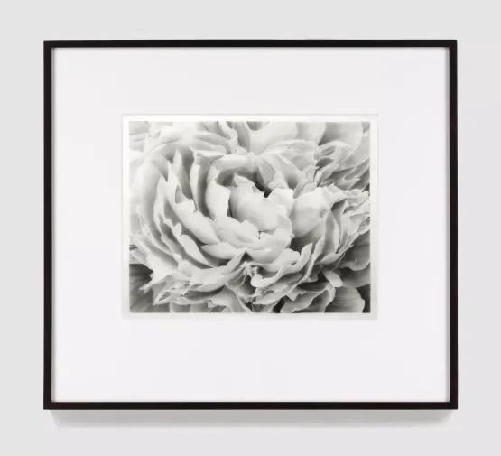 Study of PeoniesHorz by Robert Longo contemporary artwork Works on Paper