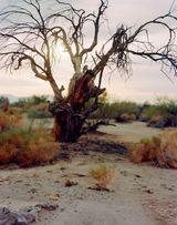 Dawn by Joyce Campbell contemporary artwork photography