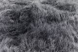 Grass-Tainan Qigu 15 by Quo Ying-Sheng contemporary artwork photography