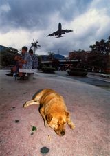 Memories of a Dog Hong Kong by Birdy Chu contemporary artwork photography