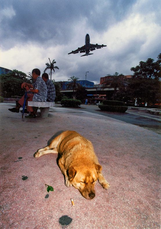 Memories of a Dog Hong Kong by Birdy Chu contemporary artwork Photography