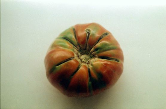 Tomato by Ziad Antar contemporary artwork Photography