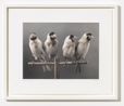 Four Birds by Carsten Holler contemporary artwork Print