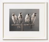Four Birds by Carsten Holler contemporary artwork print