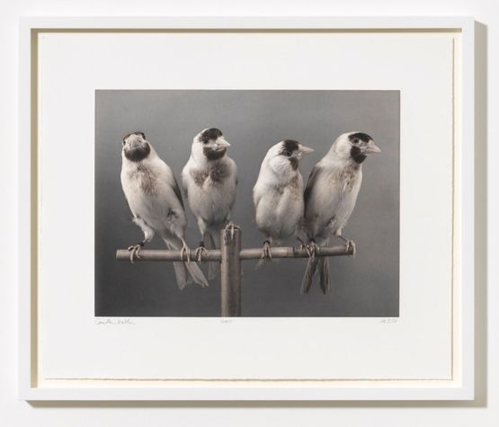 Four Birds by Carsten Holler contemporary artwork Print