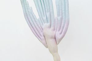 Caroline Rothwell