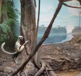 Lemur and river by Eric Pillot contemporary artwork photography