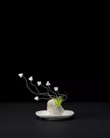 Plant 45 by Nina Katchadourian contemporary artwork sculpture
