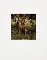 Tell by William Wegman contemporary artwork photography