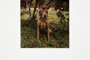 William Wegman