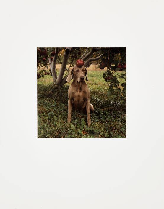 Tell by William Wegman contemporary artwork Photography