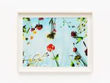 Flora by Alexis Rockman contemporary artwork works on paper