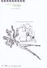 der Dekan fur Zweifelpravention by Peter Piller contemporary artwork Works on Paper